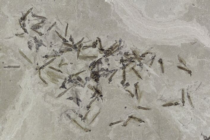 Fossil Crane Fly Cluster - Green River Formation, Utah #97439